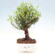 Izbová bonsai - Syzygium - pimentovníka - 1/4