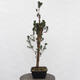 Vonkajší bonsai - Taxus cuspidata - Tis japonský - 1/5