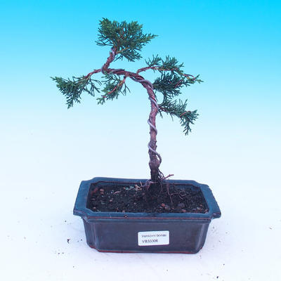 Vonkajšia bonsai-Juniperus chinenssis-Jalovec čínsky