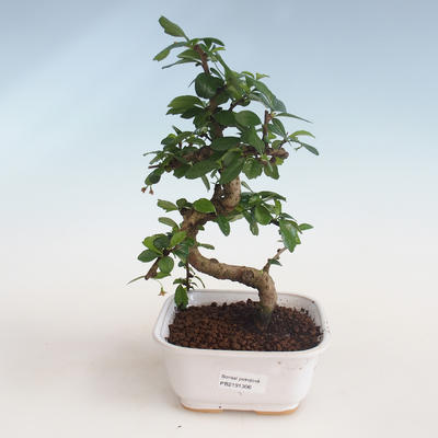 Pokojová bonsai - Carmona macrophylla - Čaj fuki PB2191306 - 1