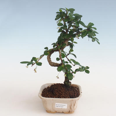 Pokojová bonsai - Carmona macrophylla - Čaj fuki PB2191307 - 1