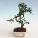 Pokojová bonsai - Carmona macrophylla - Čaj fuki PB2191307 - 1/5