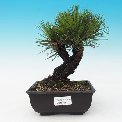 Vonkajšie bonsai - Pinus thunbergii corticosa - borovica korková - 1