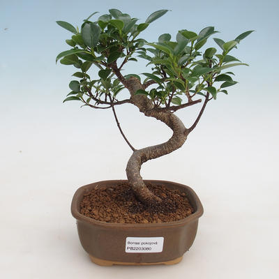 Izbová bonsai - Ficus retusa - malolistá fikus - 1