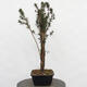 Vonkajší bonsai - Taxus cuspidata - Tis japonský - 1/5
