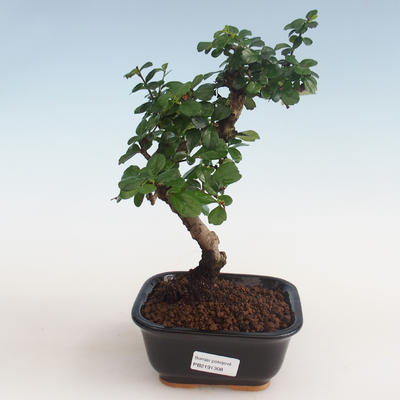 Pokojová bonsai - Carmona macrophylla - Čaj fuki PB2191308 - 1