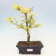 Vonkajší bonsai - Acer pal. Sango Kaku - Javor dlanitolistý - 1/4