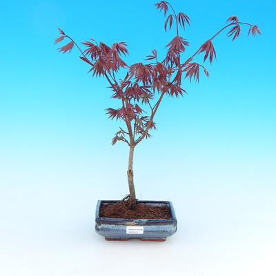 Vonkajšie bonsai - Javor palmatum Trompenburg - Javor dlaňolistý červený - 1