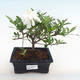 Izbová bonsai - Gardenia jasminoides-Gardenie - 1/2