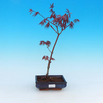 Vonkajšie bonsai - Javor palmatum Trompenburg - Javor dlaňolistý červený - 1