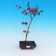 Vonkajšie bonsai - Javor palmatum Trompenburg - Javor dlaňolistý červený - 1/3