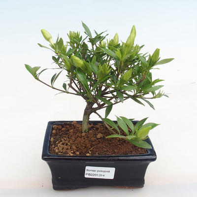 Izbová bonsai - Gardenia jasminoides-Gardenie - 1