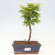 Vonkajší bonsai -Javor dlaňovitolistý Acer palmatum Shishigashira - 1/3
