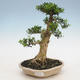 Izbová bonsai - Buxus harlandii - korkový buxus - 1/4