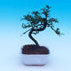 Bonsai v miestnosti - Carmona macrophylla - Tea fuki - 1/5