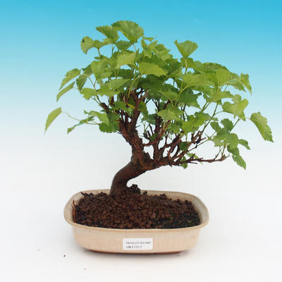Vonkajší bonsai -Morus albumu - moruše - 1