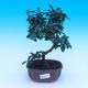 Bonsai v miestnosti - Carmona macrophylla - Tea fuki - 1/5