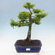 Vonkajší bonsai -Javor dlaňovitolistý Acer palmatum Shishigashira - 1/7