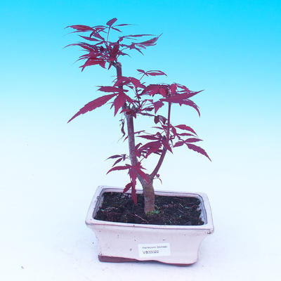 Vonkajšie bonsai - Javor dlaňolistý - Acer palmatum DESHOJO - 1