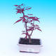 Vonkajšie bonsai - Javor dlaňolistý - Acer palmatum DESHOJO - 1/2