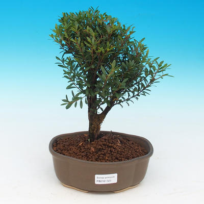 Izbová bonsai Syzygium -Pimentovník PB217385 - 1