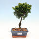 Vonkajší bonsai - Cham.pis obtusa Nana Gracilis - Cyprus - 1/3