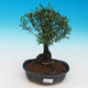 Izbová bonsai Syzygium -Pimentovník PB217385 - 1/4