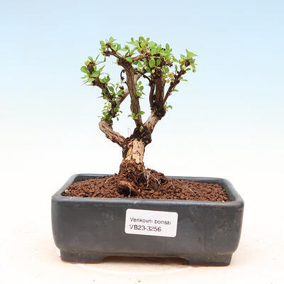 Vonkajší bonsai - Berberis thunbergii Kobold - Drištál Thunbergov - 1