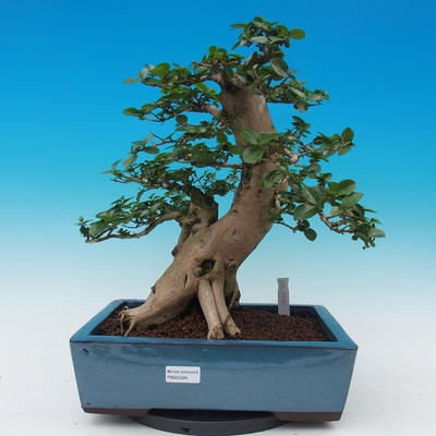 Izbová bonsai -PREMNA microphylla Kozlovoň malolistá - 1