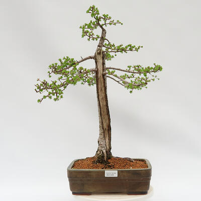 Vonkajší bonsai - Larix decidua - Smrekovec opadavý - 1