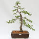 Vonkajší bonsai - Larix decidua - Smrekovec opadavý - 1/4