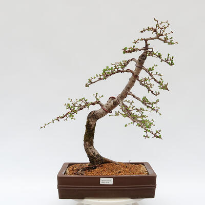 Vonkajší bonsai - Larix decidua - Smrekovec opadavý - 1