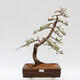 Vonkajší bonsai - Larix decidua - Smrekovec opadavý - 1/5