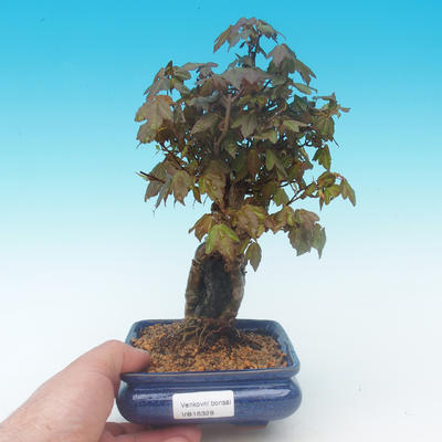 Shohin - Javor-Acer burgerianum na skale - 1