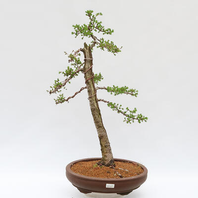 Vonkajší bonsai - Larix decidua - Smrekovec opadavý - LEN PALETOVÁ PREPRAVA - 1