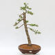 Vonkajší bonsai - Larix decidua - Smrekovec opadavý - LEN PALETOVÁ PREPRAVA - 1/5