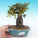 Shohin - Javor-Acer burgerianum na skale - 1/6