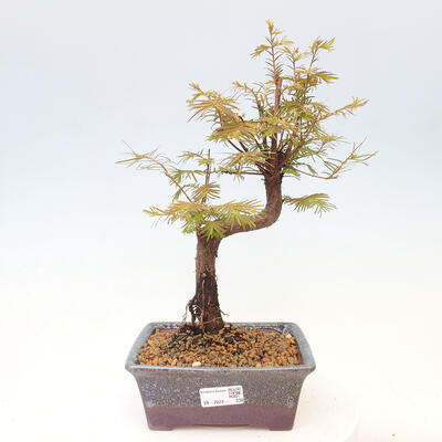 Vonkajšie bonsai - Metasequoia glyptostroboides - Metasekvoja Čínska - 1