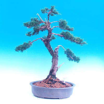 Vonkajšia bonsai-Juniperus chinenssis-Jalovec čínsky - 1