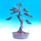 Vonkajšia bonsai-Juniperus chinenssis-Jalovec čínsky - 1/3