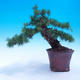 Vonkajší bonsai -Larix decidua - Smrekovec opadavý - 1/6