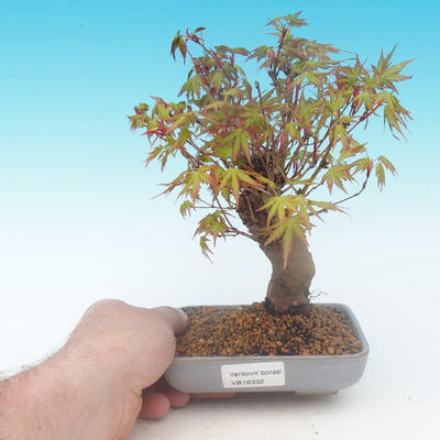 Shohin - Javor-Acer palmatum - 1