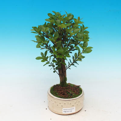 Izbová bonsai Syzygium -Pimentovník PB217385 - 1