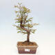 Vonkajšie bonsai - Metasequoia glyptostroboides - Metasekvoja Čínska - 1/3
