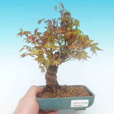 Shohin - Javor-Acer palmatum - 1