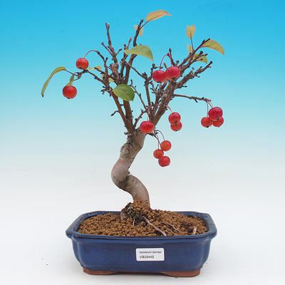 Vonkajší bonsai -Maloplodá jabloň - Malus haliana