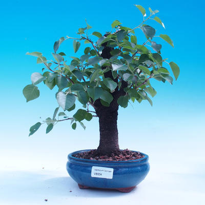 Vonkajšie bonsai -Mahalebka - Prunus mahaleb - 1