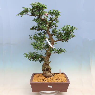 Vonkajší bonsai - Japonská azalka SATSUKI-Azalea BYAKUREN - 1