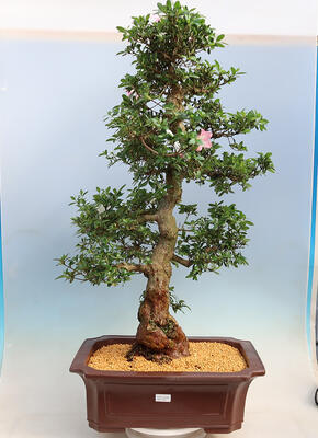 Vonkajší bonsai - Japonská azalka SATSUKI-Azalea BEYAKUREN - 1