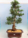 Vonkajší bonsai - Japonská azalka SATSUKI-Azalea BEYAKUREN - 1/6